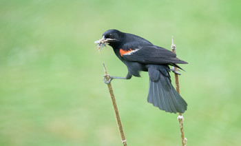 Stretch-растяжка / Красноплечий чёрный трупиал - Red-winged Blackbird (male)