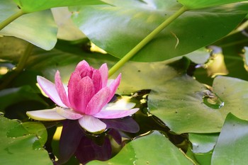 &nbsp; / Ялта, Крым, Россия
Лето, 2017