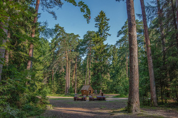 "Небоскрёбы, небоскрёбы, а я маленький такой..." / Конаковский лесопарк. Детская площадка.