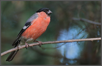 "Июльский" снегирь / Вопреки довольно распространенному заблуждению, никуда они у нас на лето не улетают. Просто прячутся в самых глухих лесных чащобах