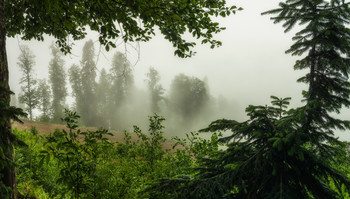 В туманах волшебного леса... / Сочи, Красная поляна, Горки город, Реликтовый лес

http://www.youtube.com/watch?v=ld93871WHx8