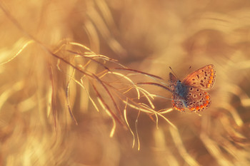 Солнечный ветер / Бабочка в сухих травах