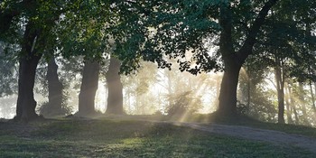 В утреннем свете....... / Петербург. Осиновая Роща. Август