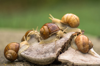 Flash Mob... / .....