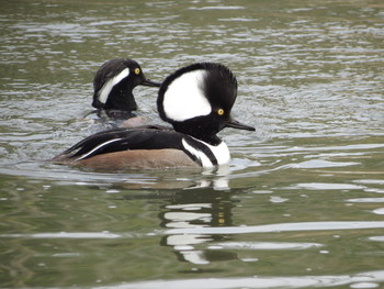 Хохлатый крохаль (лат. Lophodytes cucullatus) / ***