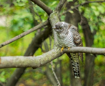 Обыкновенная кукушка / ***