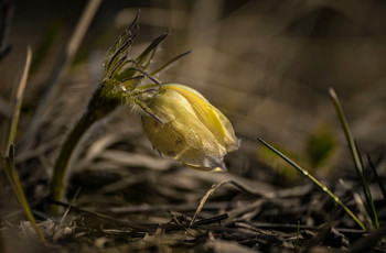 Под весенним солнышком... / Природа, Весна.