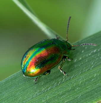  / Листоед ясноточный Chrysolina fastuosa
