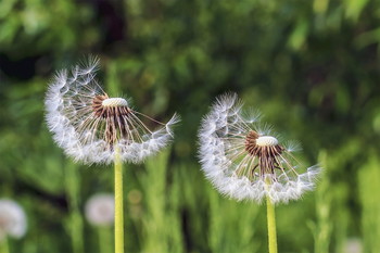 неравенство сторон / Одуванчики ранним утром. Двое, на поляне.. Симметрия среза, но неравенство сторон. В режиме макро. Природа. Зонтики одуванчиков. Почти облетели. Наполовину срезано...