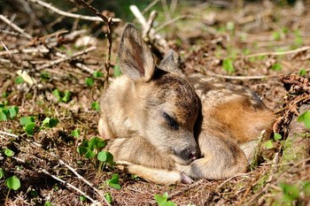 Bambi / Rehkitz, козлёнок косули