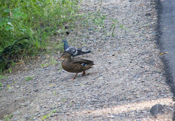 Утка и Голубь / Красноярский край г.Железногорск