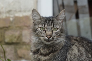 Котрет / задворки стадиона "Наука", Боль Академическая ул., Коптево, Москва