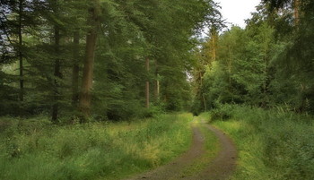 Наступает вечер. / Вечерний лесной пейзаж . Зарисовка