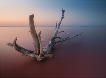 Чудище розового озера / Крым. Озеро Сасык-Сиваш под Евпаторией