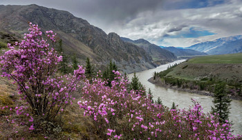 Spring ... Maralnik (Rhododendron of Ledebour) bloomed in the mountains ... / Цветение маральника начинается в первых числах мая.....