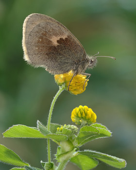Тихо бабочка присела... / Тихо бабочка присела...