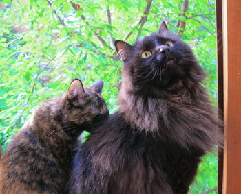 Семья. / 8 августа- международный день кошек. Кот и кошка.