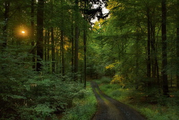 Солнечные зайчики / Утренний лесной пейзаж. Зарисовка