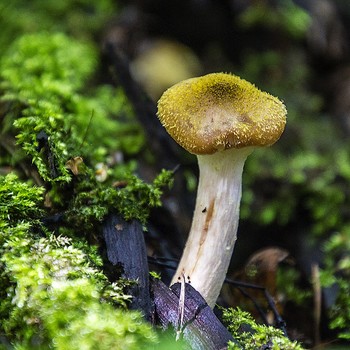 Последний месяц лета / ОПЁНОК