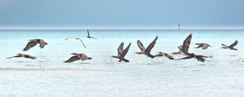 Kormorane / Bönnerup Strand, Region Mitteljütland, Dänemark 

Der Kormoran ist eine Vogelart aus der Familie der Kormorane. Das Verbreitungsgebiet der Art umfasst große Teile Europas, Asiens und Afrikas, außerdem Australien und Neuseeland sowie Grönland und die Ostküste Nordamerikas. Wikipedia
Wissenschaftlicher Name: Phalacrocorax carbo
Erhaltungszustand: Ungefährdet (Zunehmend) Encyclopedia of Life
Gewicht: 2,6 – 3,7 kg Encyclopedia of Life
Familie: Kormorane (Phalacrocoracidae)
Länge: 84 – 90 cm Encyclopedia of Life

Wiki