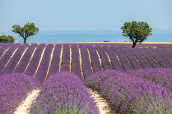 &nbsp; / Lavendelfeld am Plateau de Valensole - Provence