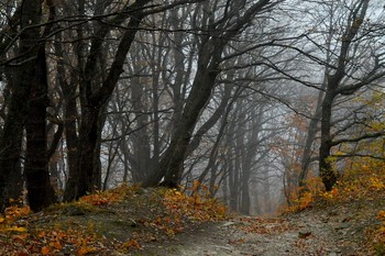 Тропы осенние.......... / Железноводск. Октябрь