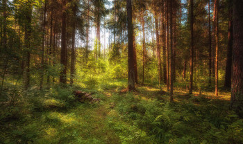 Утро, лес / лес, Костромская область