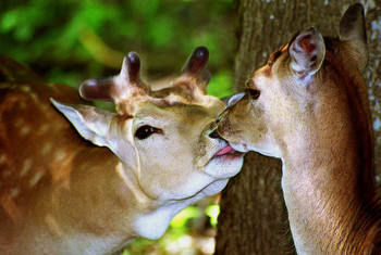 Весенний поцелуй / плёнка