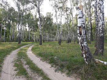 Березовый рай / Березовая роща