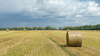 Кажется дождь идет! / Идет уборка и каждый погожий день очень дорог!
