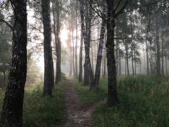 За туманами- осень / Утро с густым туманом