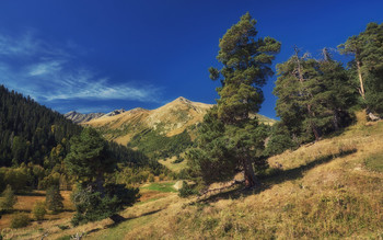 Выше гор... / Сосны-великаны - настоящее украшение горных пейзажей Кавказа. В отличие от пихт, образующих большие массивы, сосны растут, как правило, поодиночке или небольшими группами на восточных и южных склонах хребтов.