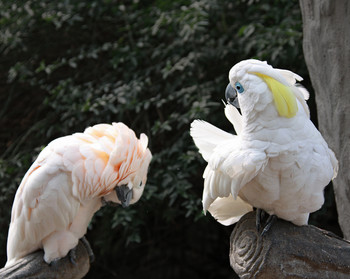 Строго говоря / Птичий зоопарк в Чэнду. Провинция Сычуань, Китай. (Репост)