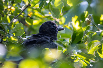 Little Crow / Henry ist ein verwaister Nestling, der als inzwischen ausgewachsene Rabenkrähe in meinem Garten lebt.