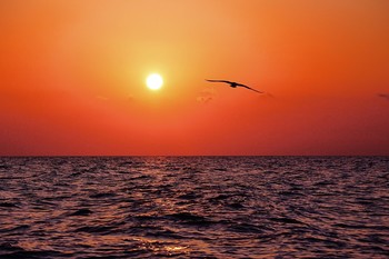 Одинокая чайка / Вечер на море