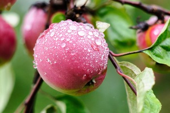 Яблочный жемчуг. / Сад, огород.