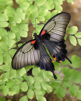 Papilio memnon / Papilio memnon