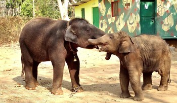 Перемирие / После игры в борьбу слонята устроили перемирие https://youtu.be/9YrpNHdEKoA
