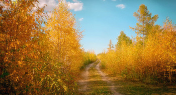 Осенняя дорога... / в лесу