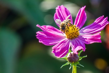 Сбор урожая)) / лето природа пчела цветы нектар