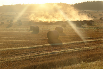 Золотистый туман. / Утро, дорога, поле, фотоаппарат.