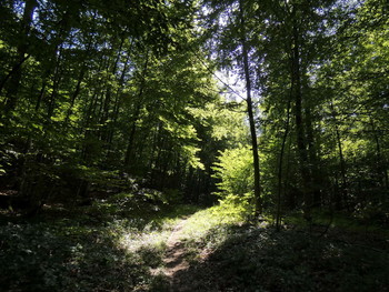 &nbsp; / heute Nachmittag im Wald, das Licht spielte mit den Bäumen