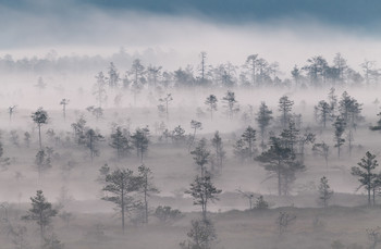 Early morning silence in a foggy marsh / 5.2019