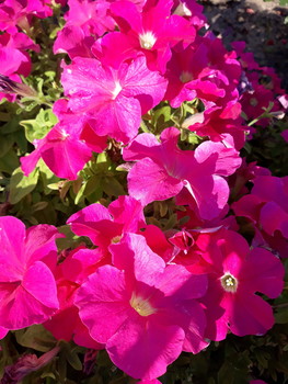 Яркие краски уходящего лета / Городские цветы- петунии