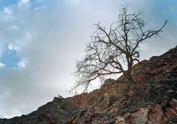 Дозорные / ***