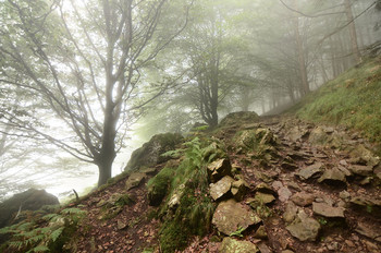 Туманные тропки Peñas de aya / Мистический туманный лес на склоне горы Ирумгариетта, Провинция Гипускоа, Испания