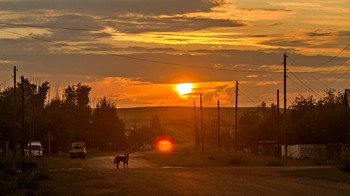  / Вечер, улица, закат, собака ...