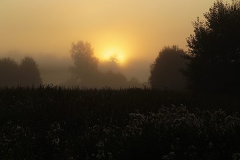 Золотое утро / Туманный восход летом