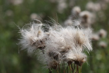 Уносимые ветром / Luszhki-village, Istra-district, Moscow region, Russia