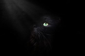 В тёмной, тёмной комнате...) / серия чёрный кот